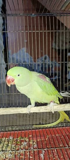 raaw Parrot