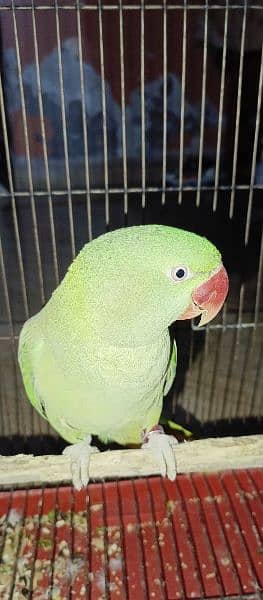 raaw Parrot 2