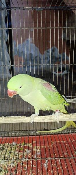 raaw Parrot 3