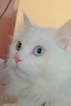 persian catt odd eyes 03278053714