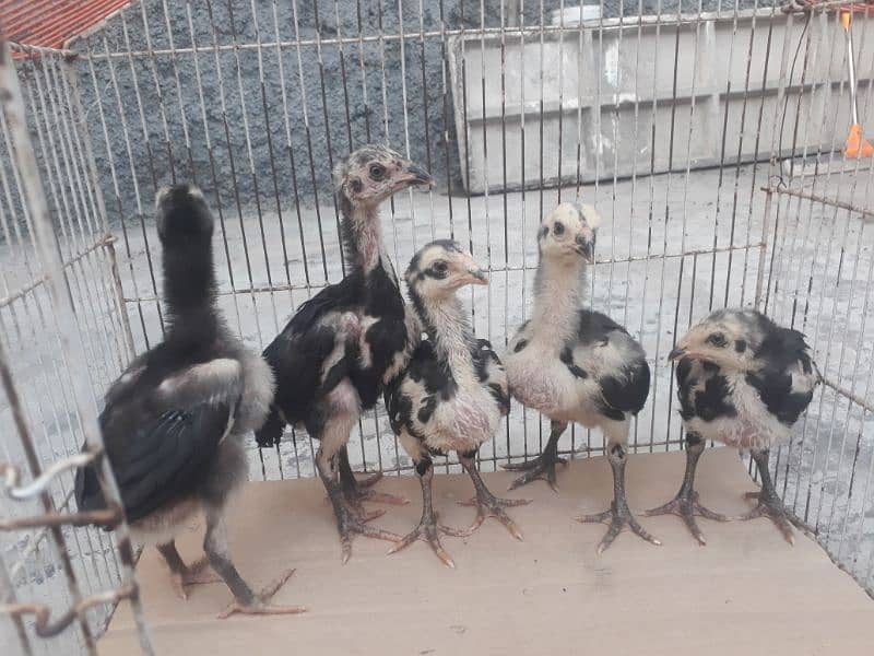 chicks/thai / chicks/thai/chicks 5
