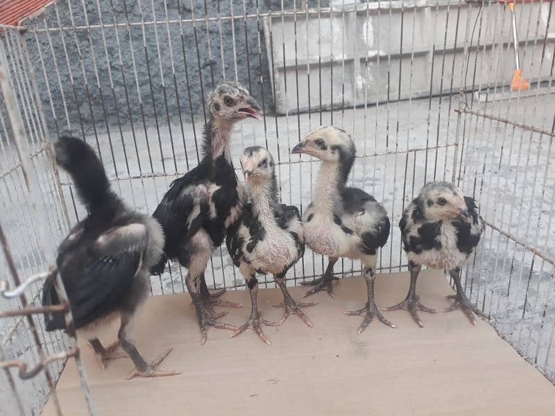 chicks/thai / chicks/thai/chicks 6