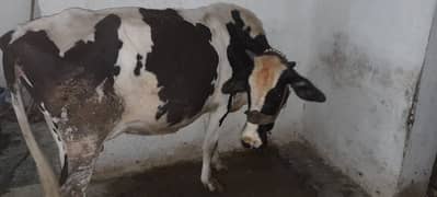 Jersey friesen Cow. Best Milky Cow.