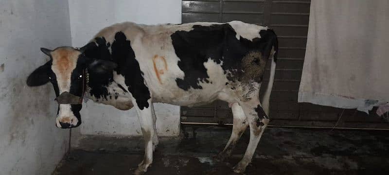 Jersey friesen Cow. Best Milky Cow. 1