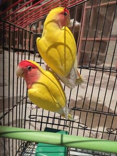 Coman Lutino breeder pair