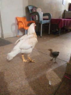 hera hen with desi chick