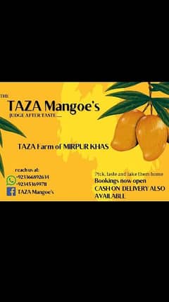 (TAZA Mangoe's) Premium Quality