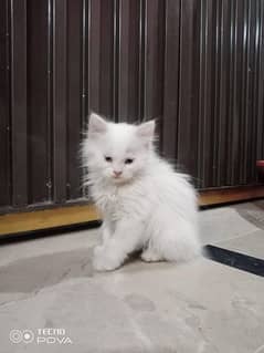 triple coated male kitten age 2 and half months