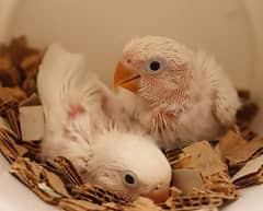 hand tamed love bird chicks available green fisher, albino, lutino,