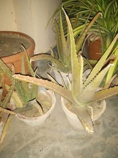 Elovera Plants