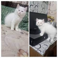 2 male Persian kittens looking for new home 0