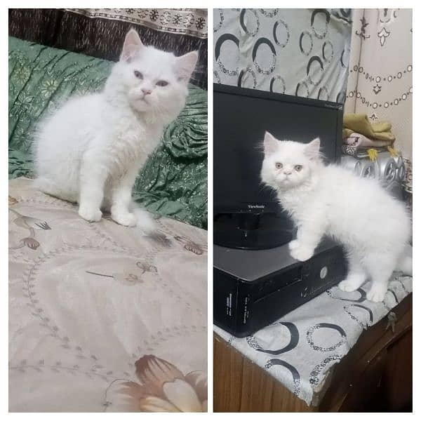 2 male Persian kittens looking for new home 0