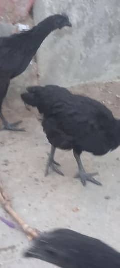 ayam cemani pathy for sale. age 6 months.  location lhr green town.