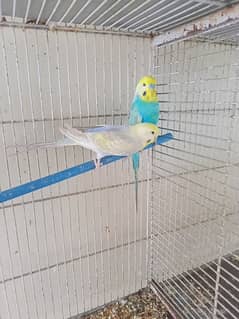 rainbow  budgerigar 4000 each pair and love birds 5000 pair