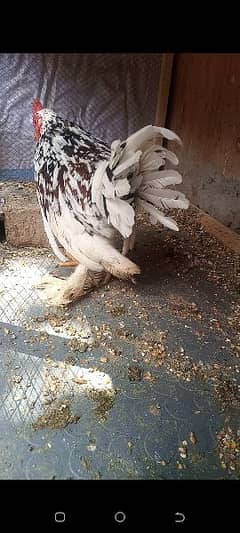 milliflower male 7 month exchange kruk hen cargo nei ho sakte