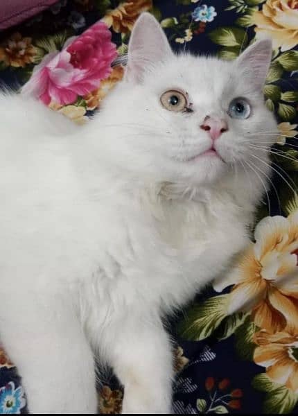 i want to sale my persian cat 0