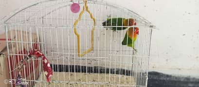 6 month love birds pair