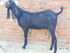 Bakri/Goat/pure Amritsari beetal/Goat for sale 0
