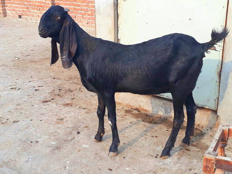 Bakri/Goat/pure Amritsari beetal/Goat for sale 1