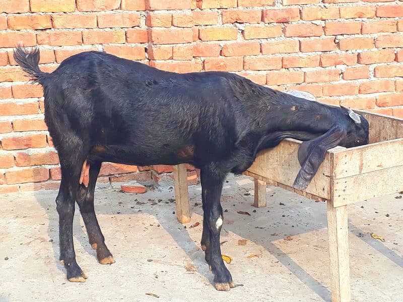 Bakri/Goat/pure Amritsari beetal/Goat for sale 2
