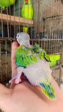 Love birds colony for sale