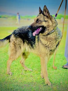 Female Pure German shepherd Urgent For sale contact 0347 9317749