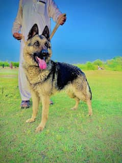 Female Pure German shepherd Urgent For sale contact 0347 9317749