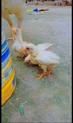Turkish hint pure heera aseel chicks healty nd active