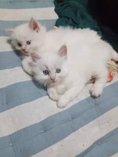 Persian kitten blue eyes read