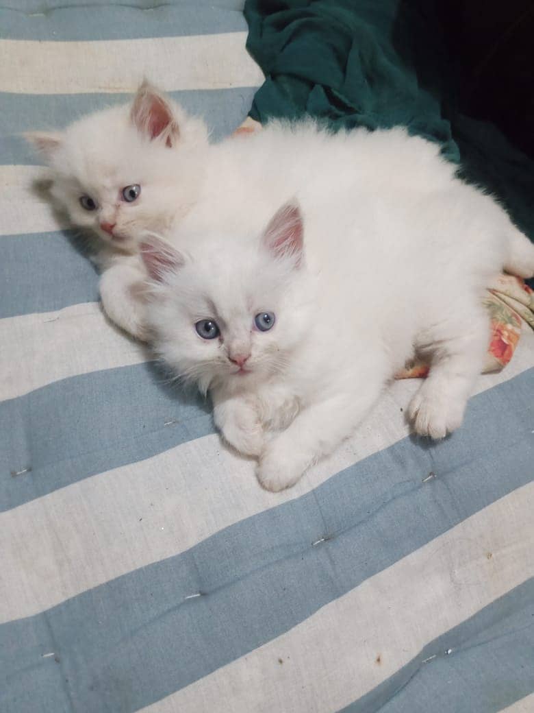 Persian kitten blue eyes read 0