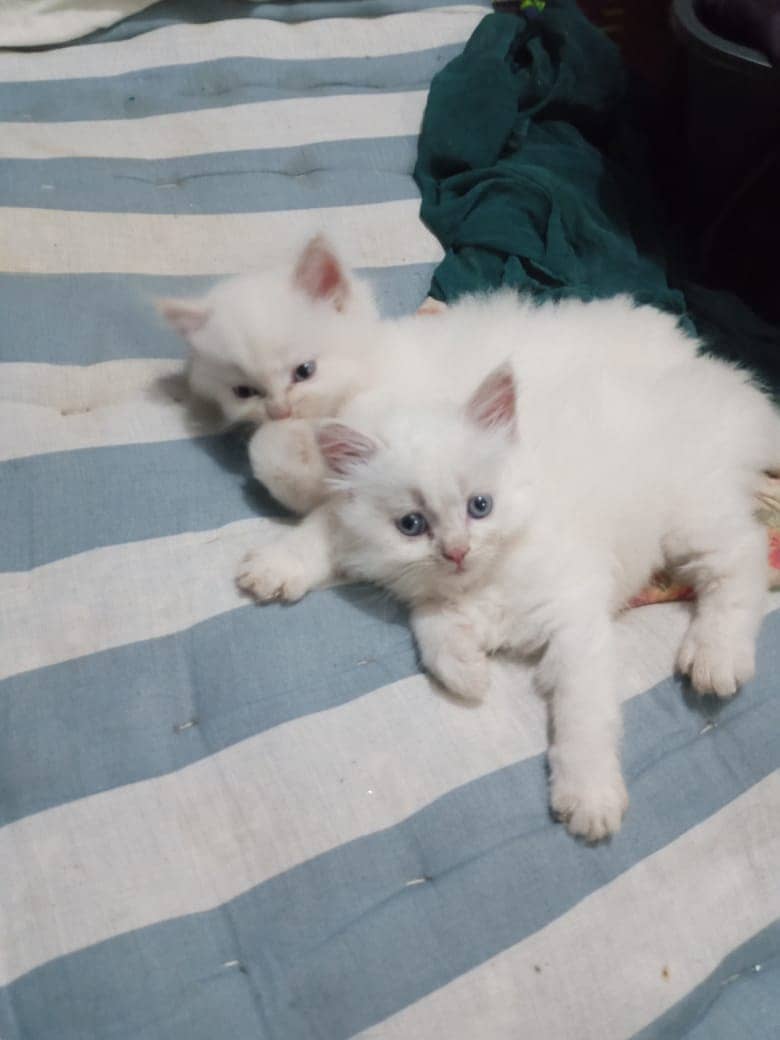 Persian kitten blue eyes read 1