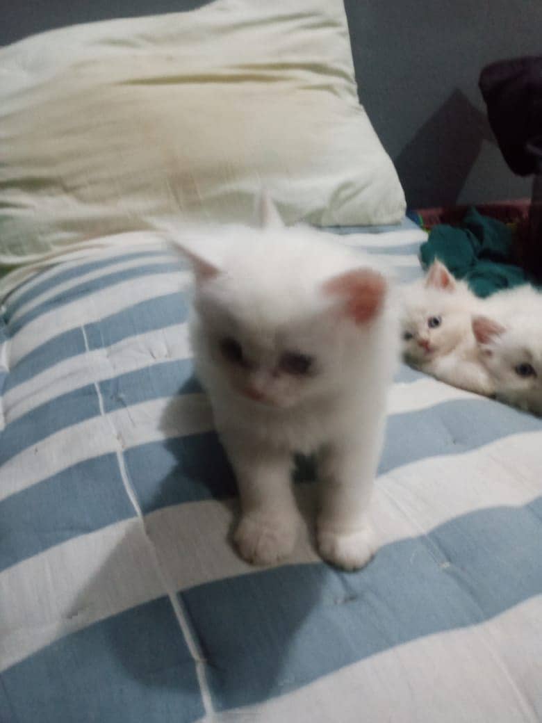 Persian kitten blue eyes read 2