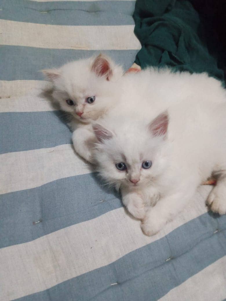 Persian kitten blue eyes read 3