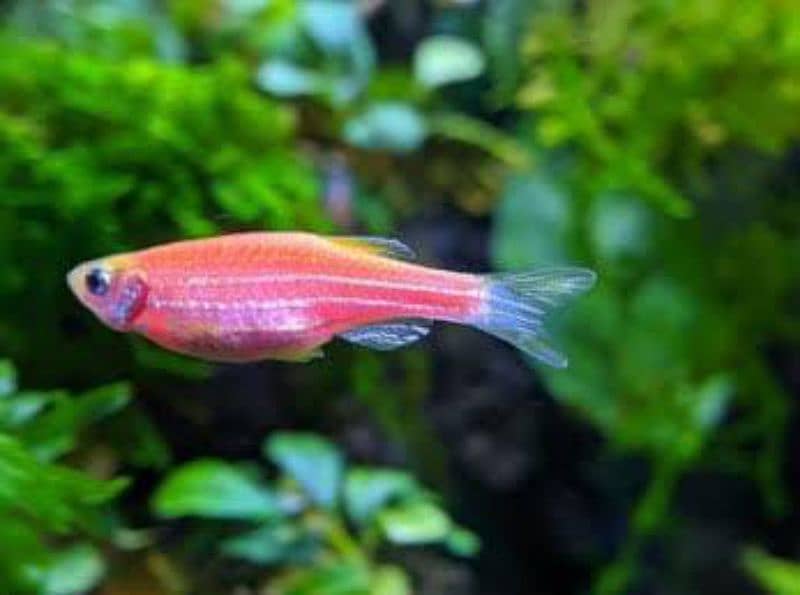 Platy Fish Denios Glow Tetra Available Good Health Size 1