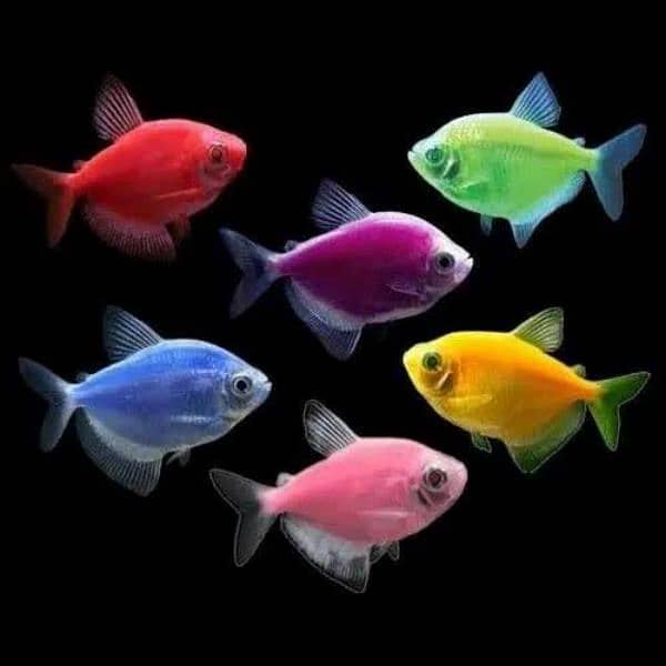 Platy Fish Denios Glow Tetra Available Good Health Size 2