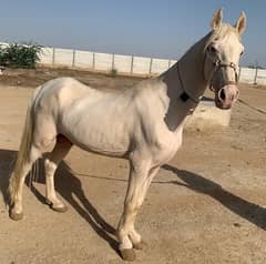 white horse english breed