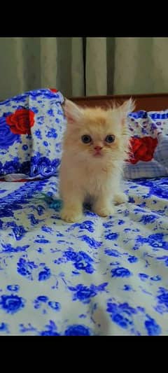 Persian male kitten cat