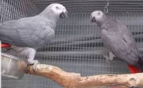 African Grey parrot male female