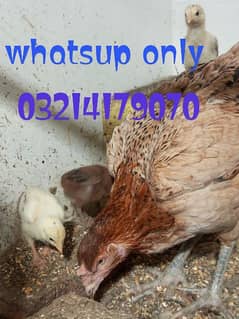 aseel 6 chicks for new shelter age 23 to 25 days fully healthy and
