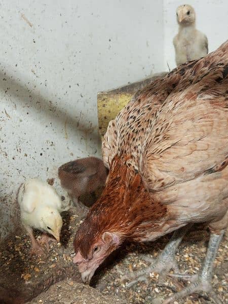 aseel 6 chicks for new shelter age 23 to 25 days fully healthy and 1