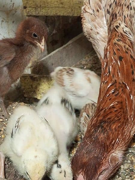 aseel 6 chicks for new shelter age 23 to 25 days fully healthy and 3