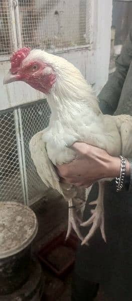 aseel 6 chicks for new shelter age 23 to 25 days fully healthy and 4