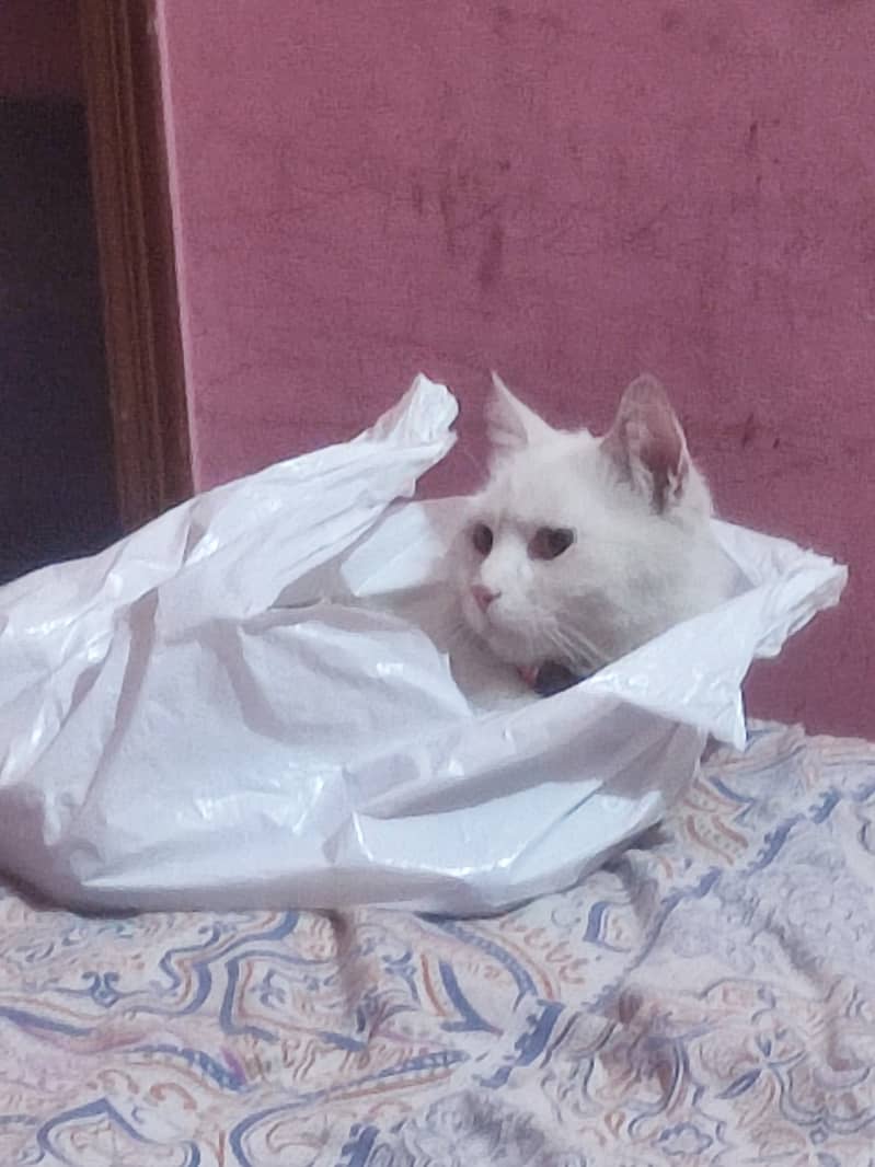 Pure white Persian cat 3