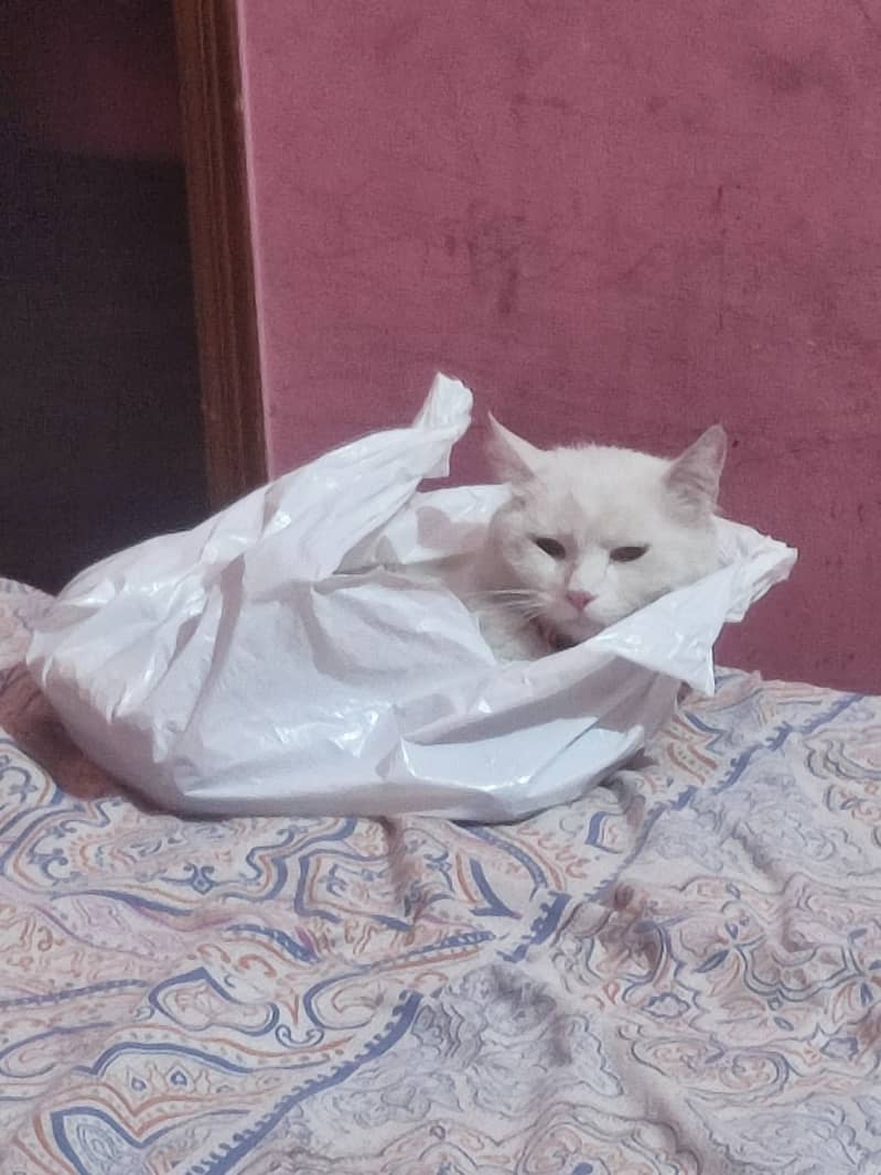 Pure white Persian cat 4
