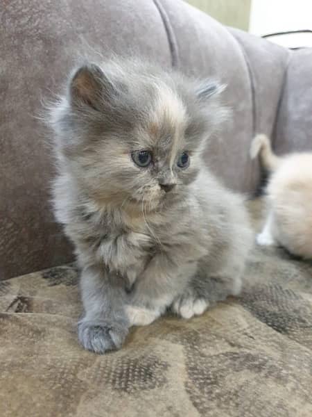 Pure Persian Punch Face Kittens 4