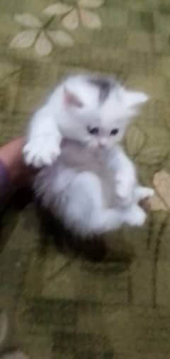 Kittens available for sale