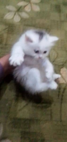 Kittens available for sale 0