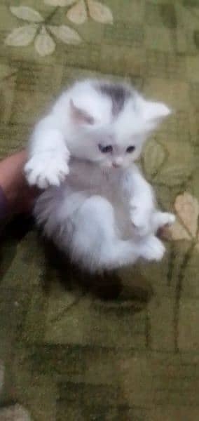 Kittens available for sale 3
