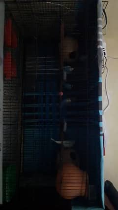 1 big size cage + with 5 Australian bird + 2 baby +1 egg
