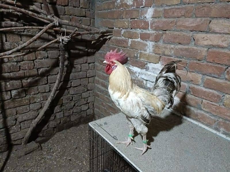Desi Golden Misri Murgha (Cock) Rooster 13